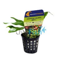Assorted Anubias Small - Pot