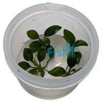 Anubias Hastifolia - Tissue Culture