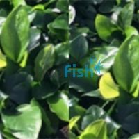Anubias Nana 