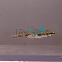 Aphyosemeion Bitaeniatum Agbowa 2cm