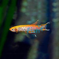 Aphyosemion Australe Gold Lyretail - Wild Caught 3cm