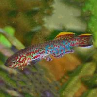 Aphyosemion Gardneri 5cm 