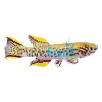 Aphyosemion Gardneri 4cm