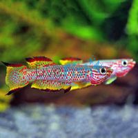 Aphyosemion Marginatum 3cm