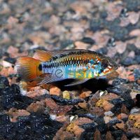 Macmasteri 3cm - Wild