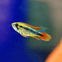 Double Red Agassizii 4cm