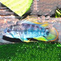 Baenschi (Inka I) 3.5cm - Wild
