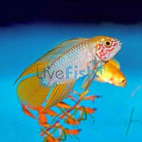 Borelli Opal Apistogramma 3cm