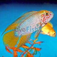 Apistogramma Borelli Yellow Blue Pair - 3cm