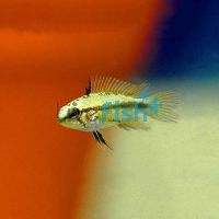 Apistogramma Trifasciata 3cm