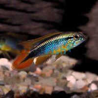 Apistogramma Agassizii 4cm
