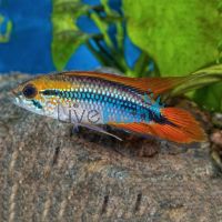 Agassizii 5cm 