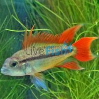 Pairs Double Red - Apistogramma Agassizii 4cm