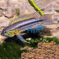Apistogramma Bitaeniata 4cm