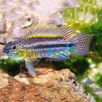 Apisto Bitaeniata Blue - Wild Caught 3cm