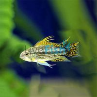Apistogramma Cacatuoides 2.5cm