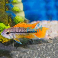Mega Orange Cacatuoides 3cm