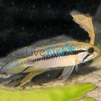Apistogramma Gephyra Pair 3.cm