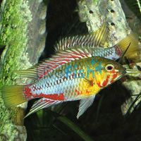 Pair Apistogramma Hongsloi II 3cm 