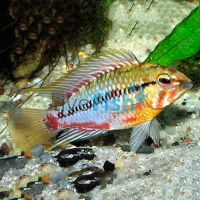 Apistogramma Hongsloi II Select 3cm