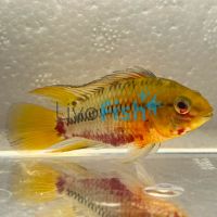 Apistogramma Hongsloi 3cm