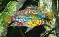 Apistogramma Hongsloi Ii Pair 3cm