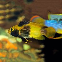Apistogramma Nijsseni - Wild Caught 3.5cm