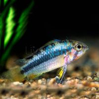 Apisto Norberti - Wild Caught 3cm