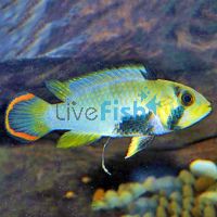 Apistogramma Panduro 3.5cm