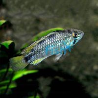 Pebas 3cm