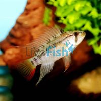 Viejita Red Neck 3cm