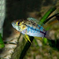Apistogramma Pucallpaensis - Wild Caught 3cm