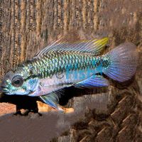 Pair Apistogramma Trifasciata 3cm