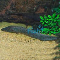 Brown Ghost Knife Fish 8cm