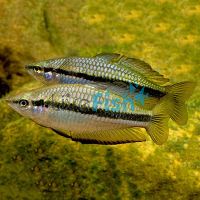 Black Banded Rainbow 4cm