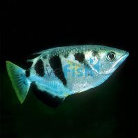 Archer Fish 12cm - Brackish