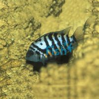 Convict Cichlid 3.5cm