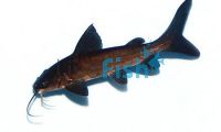 Salmon Tail Catfish 15cm