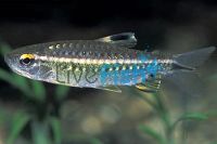 Red Eye Characin 5cm 