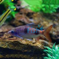 Arulius Barb 3cm