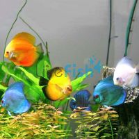 Assorted Discus 7cm