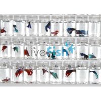Assorted Male Fighter XL 7cm