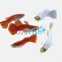 Male Candy Cane Guppy 3.5cm