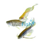 Assorted Longfin Danio 4cm