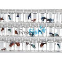 Assorted Male Fighter 6cm