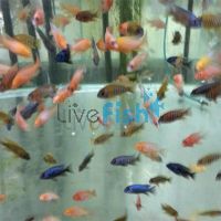 Assorted Peacock 4cm