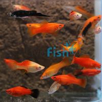 Assorted Swordtail 4cm