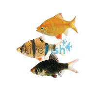 Assorted Tiger Barb 2cm