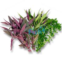 Assorted Aquatic Plants - Emersed - Bunch