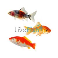 Assorted Comet Small 4-6cm